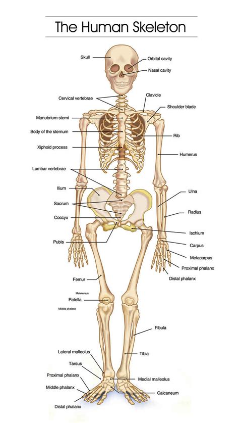 human skeletal system diagram coordstudenti