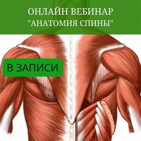 Анатомия спины | Онлайн школа массажа МассажPRO