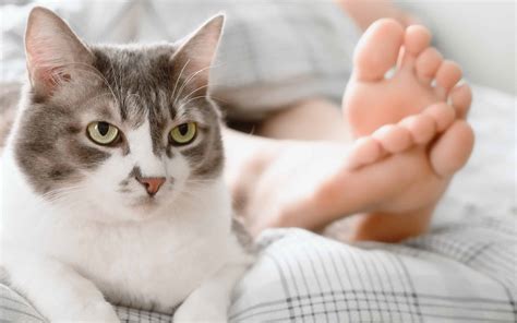 does cats see spirits 9