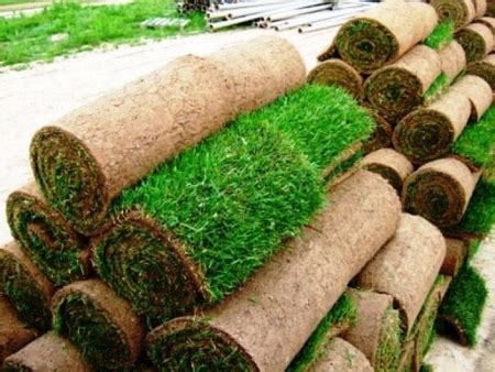 Исследуем рулонный газон: укладка и важные правила выбора