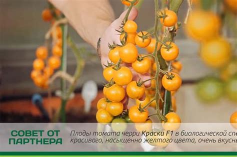 Томат Черри Краски: отзывы, фото, урожайность, характеристика и ...