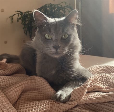 Подарявам коте