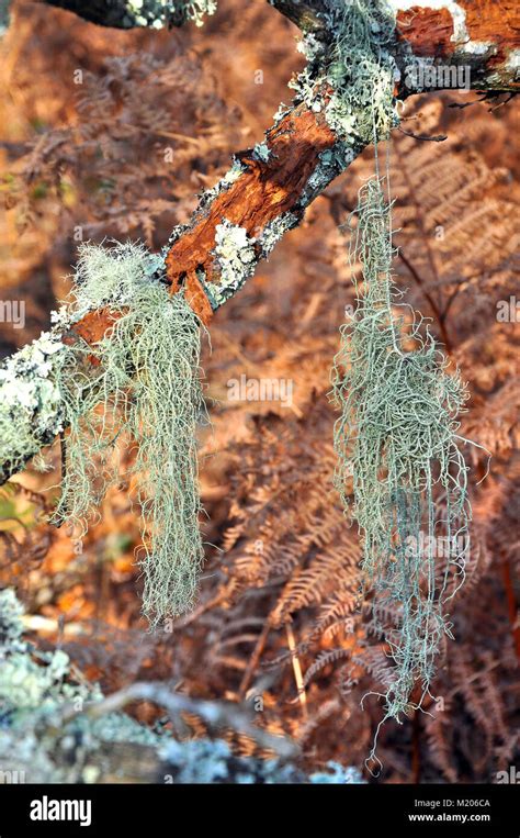 mans beard lichen  res stock photography  images alamy