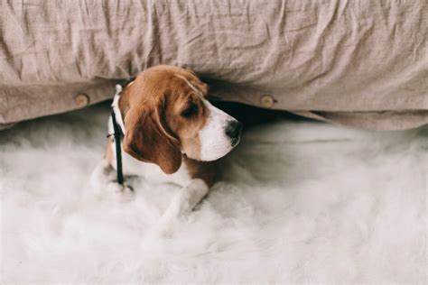 Black And White Beagle Like Snoopy