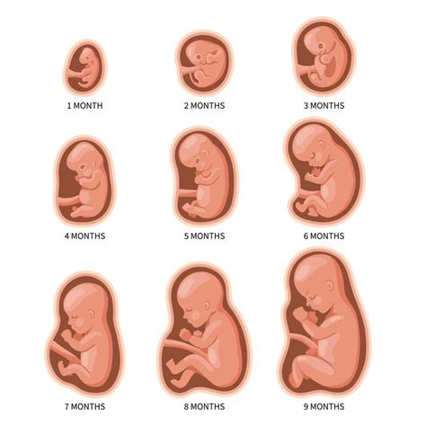 Embrião De 3 Meses - FDPLEARN
