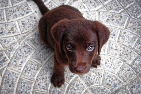 Chiot Chien Mignonne Animal De - Photo gratuite sur Pixabay - Pixabay