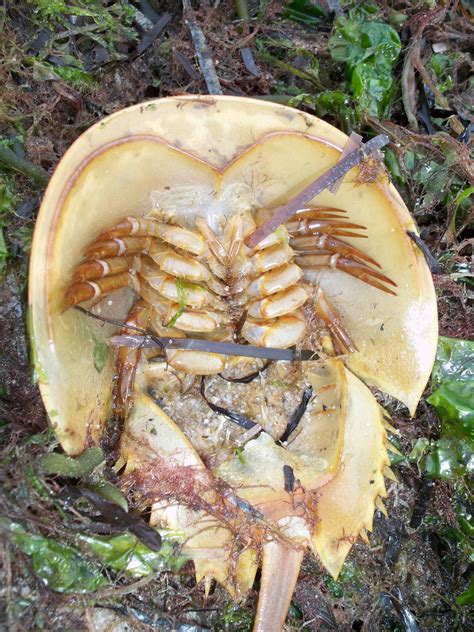 Horseshoe Crab vs Hermit Crab: A Complete Comparison | AnimalCompare.com