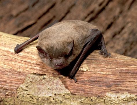 More about bats… | UK Wildlife – Blogs from the Natural History Museum