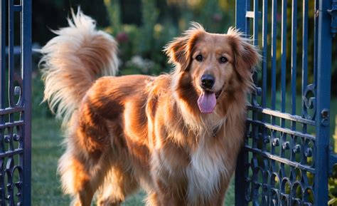 All About the German Shepherd Golden Retriever Mix