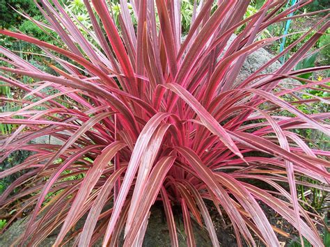 Cordyline 'Electric Pink' / Electric Pink Dracaena Palm, Cordyline