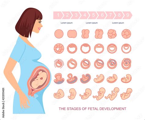 Stages of fetal development. isolated on white background. Pregnancy ...