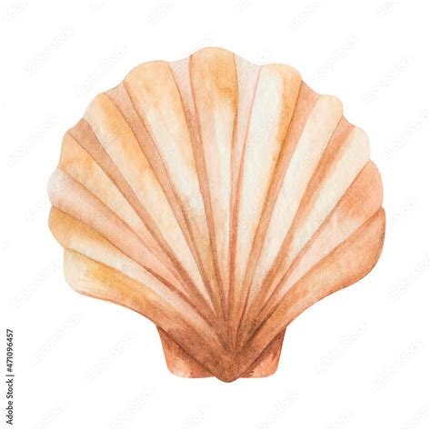 Watercolor illustration of hand painted scallop sea shell in brown ...