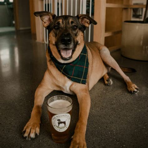 Tavern & Dog Park - The Hounds & Tap