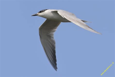 Крачка чайконосая Gelochelidon nilotica Gull-billed tern