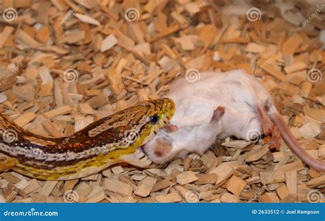 snake eating mouse stock photography cartoondealercom