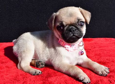 Registered Pug Puppies for Sale | TrustedPuppies.com
