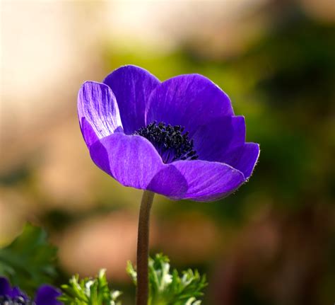 Most Common Purple Flowers at Michael Brehm blog