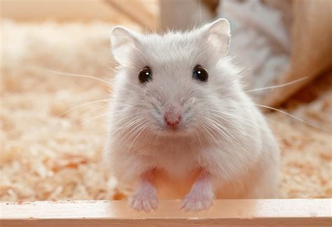 Are Dog Treats Safe For Hamsters