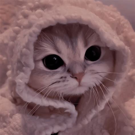 Pin by tatik on Быстрое сохранение | Cute cats photos, Cute cats, Cute ...