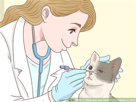 How to Diagnose and Treat Chlamydiosis in Cats (with Pictures)