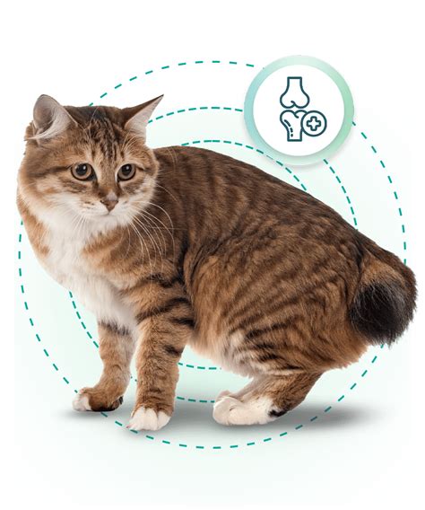 Ортопедия и травматология - BulVet Clinic