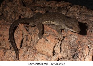 Sarasins Giant Gecko Rhacodactylus Sarasinorum Correlophus Stock Photo ...