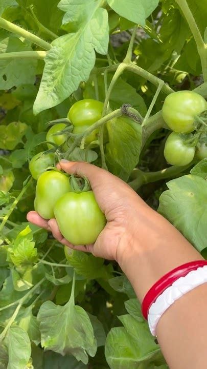 badir baganer sbji vandar beauty   home garden rural