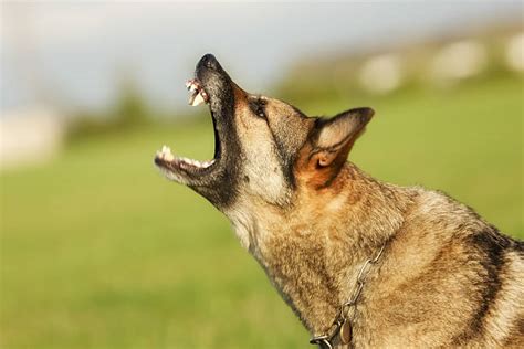 Best Angry German Shepherd Stock Photos, Pictures & Royalty-Free Images ...