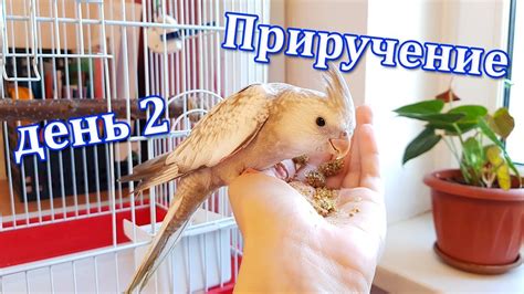 Как Приручить Попугая к рукам. День 2. | Рокки Life - YouTube