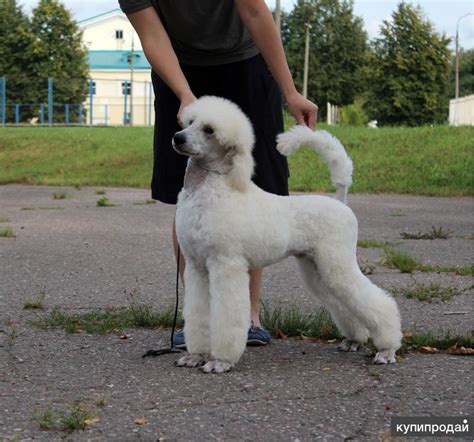 Королевский большой пудель в Москве
