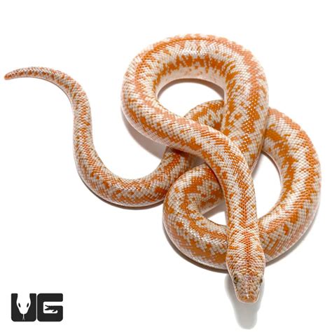 Baby Rosy Boas For Sale - Underground Reptiles