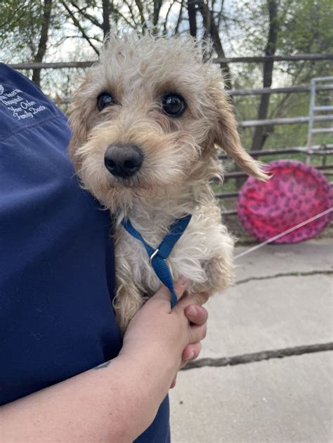 Adopt Scamp - Adopt Dogs & Cats on PuppiesNation