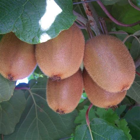 CHINESE ACTINIDIA Actinidia Chinensis - 20 SEEDS