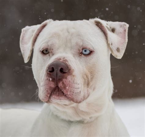 Hawkeye- CT – Deaf Dogs Rock