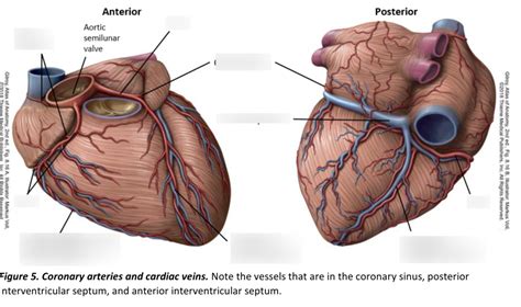 coronary arteries diagram quizlet