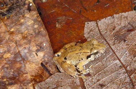 Tiny Terror: World’s Smallest “Fanged” Frogs Found in Indonesia