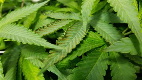Please help!!! Nute deficiency?? Toxicity?? | Grasscity Forums - The #1