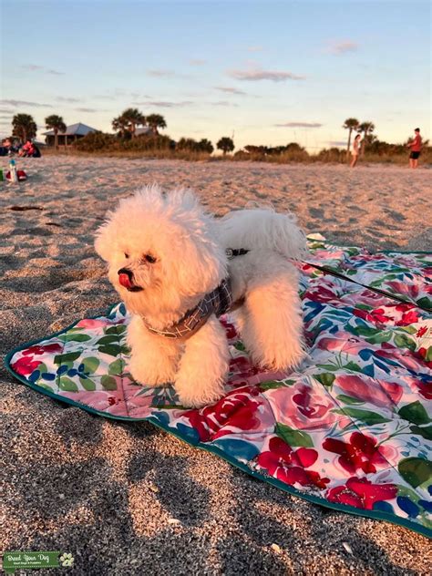 Mini Bichon Frise - Stud Dog in IL, the United States | Breed Your Dog