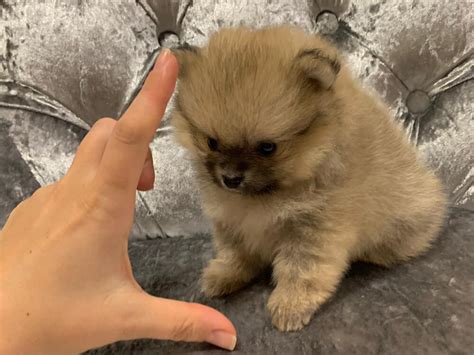 Micro Teacup Pomeranian Full Grown