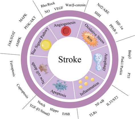 Frontiers | A comprehensive review of stroke-related signaling pathways