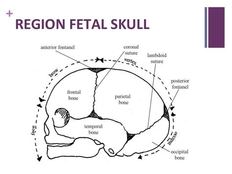Fetal skull