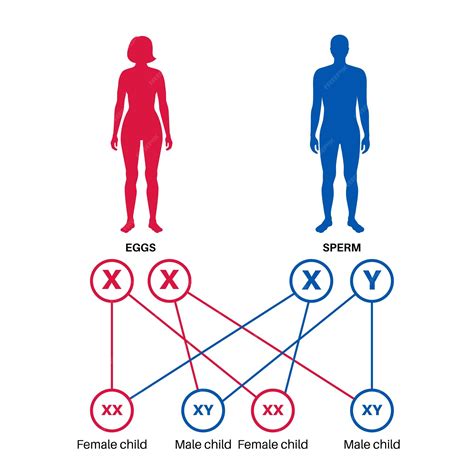 Determinación del sexo en los humanos vector infográfico de los