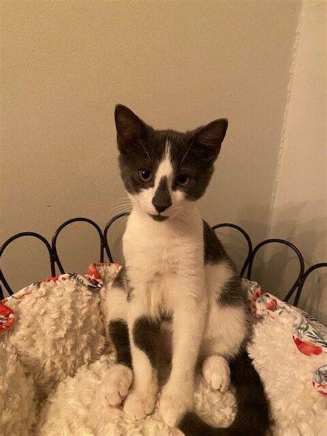 Guest Star Cat: Mercury - Katzenworld