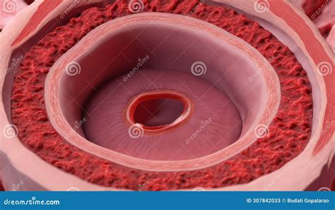 intricate  structure   human organ stock illustration