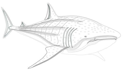 2D Fish view Design - Cadbull