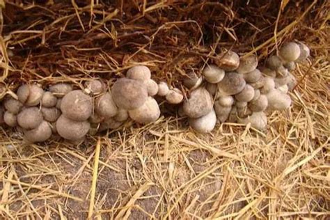 Paddy Straw Mushroom in Odisha (Volvariella Volvacea) High Protein ...