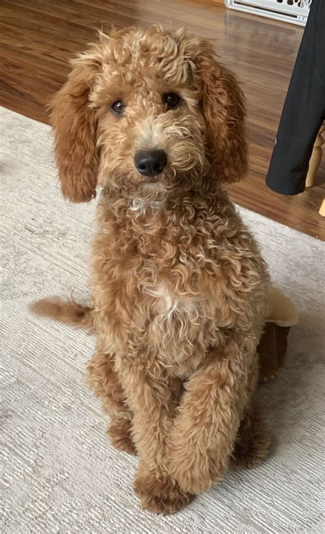 Poodle mixes top 21 most popular poodle mix dog breeds – Artofit