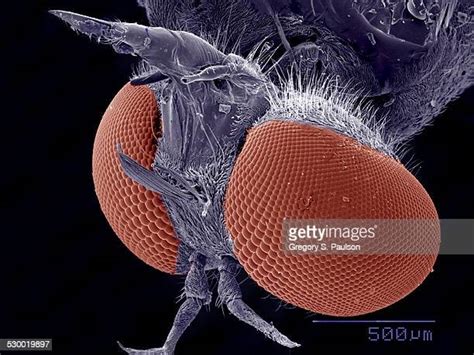 Insect Sem Photos et images de collection - Getty Images