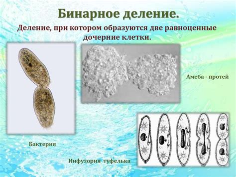 Способы размножения живых организмов - презентация онлайн