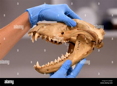 research associate dr christy hipsley   melbourne museum holds